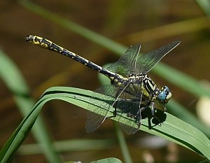 Pronged Clubtail - Gomphus graslinii © John Muddeman